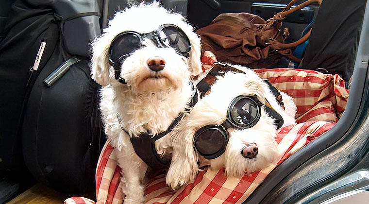 Lisa und Lulu